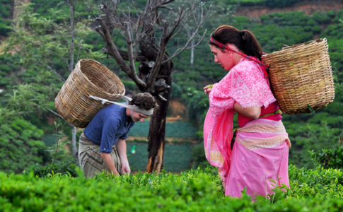 Tea-Factory-18-05-2012-4
