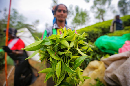 Tea Estate Workers's Struggle For Higher Daily Wages