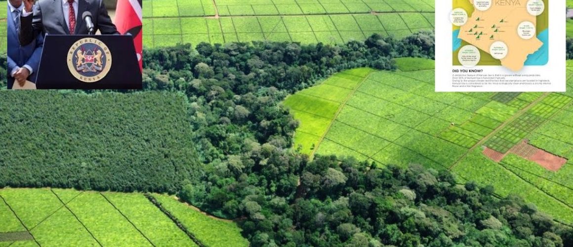 Kenyan-Tea-Plantations-1